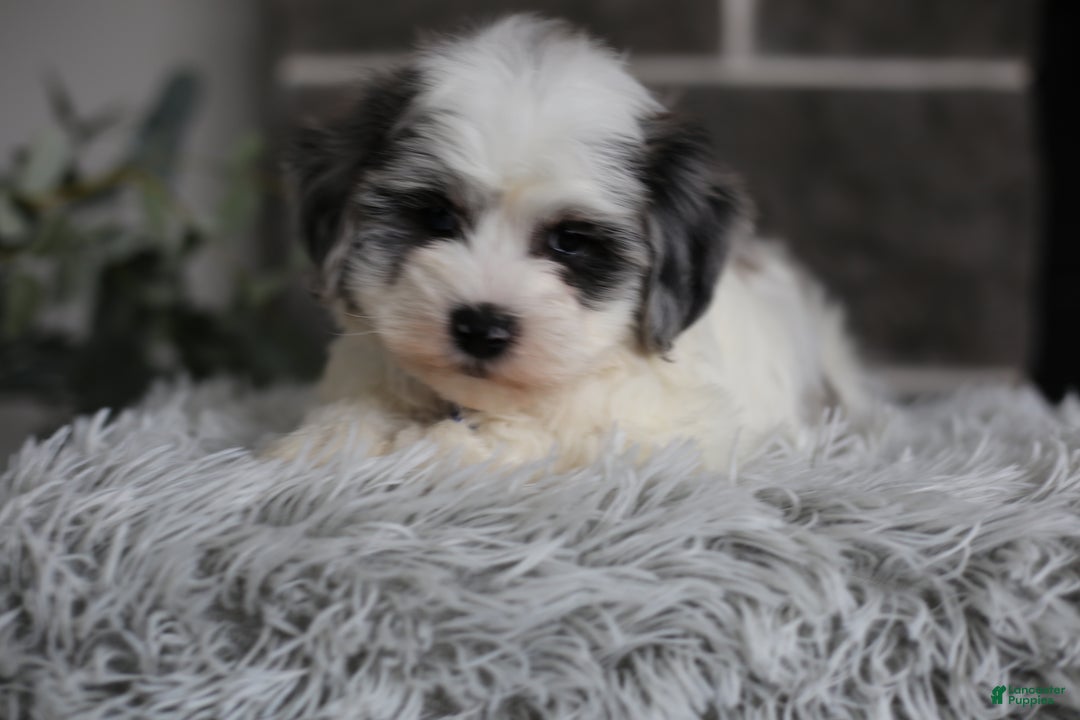 Maltipoo dogs for sale: Chubbs - Ad 15