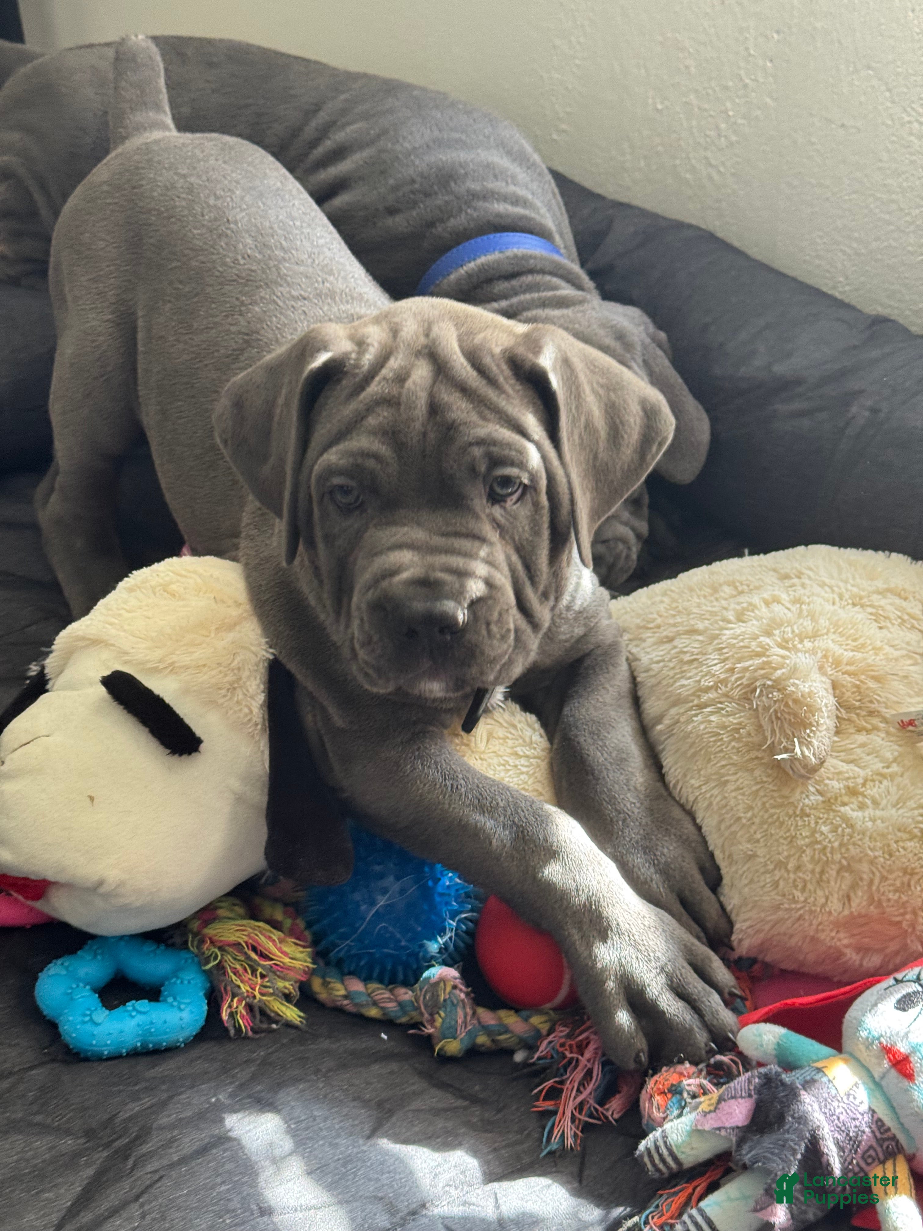 Cane Corso dogs Nero - Ad 9