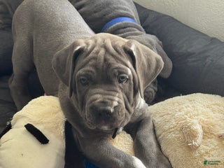 Cane Corso dogs Nero - Ad 9