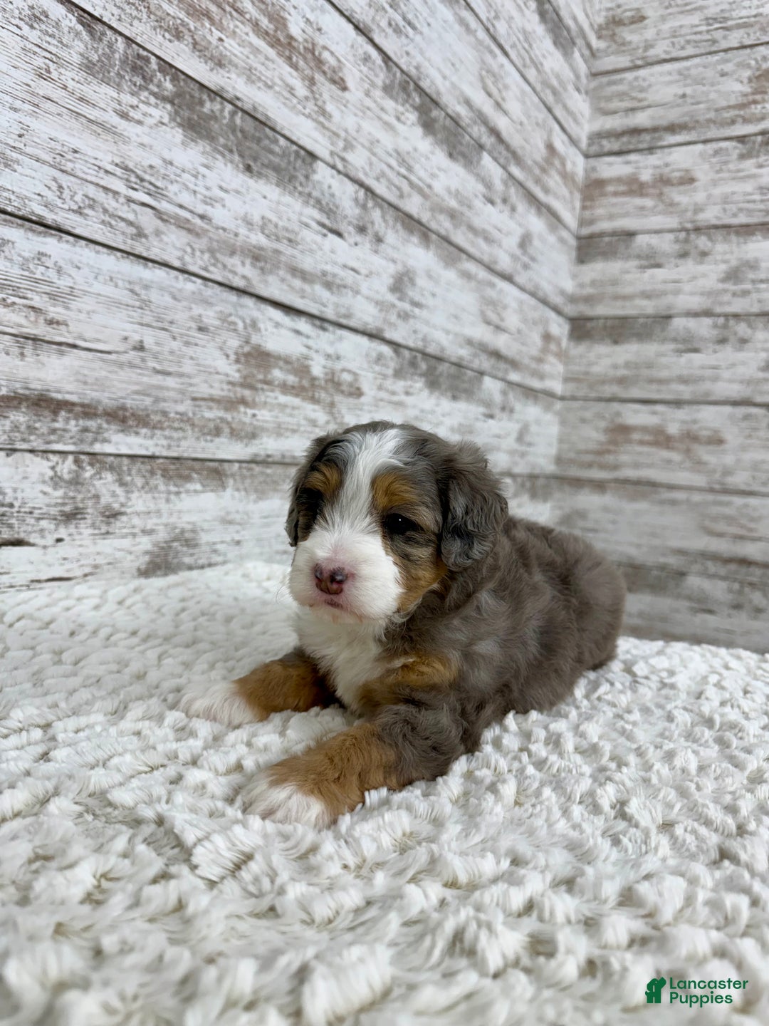 Mini Bernedoodle dogs for sale: Vince - Ad 10