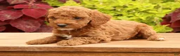 Miniature Poodle dogs for sale: Tanner - Ad 4