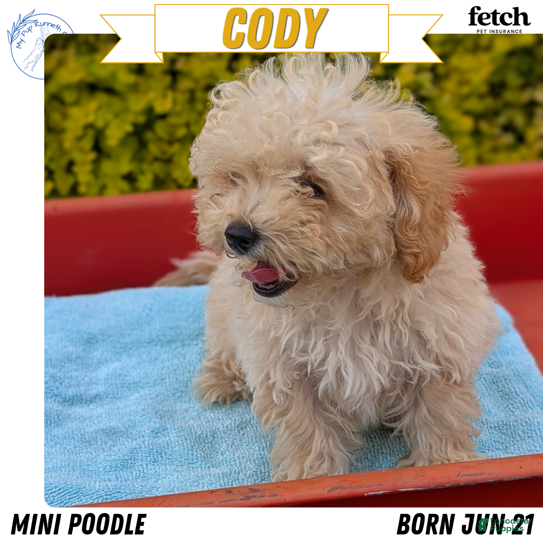 Cody, Miniature Poodle