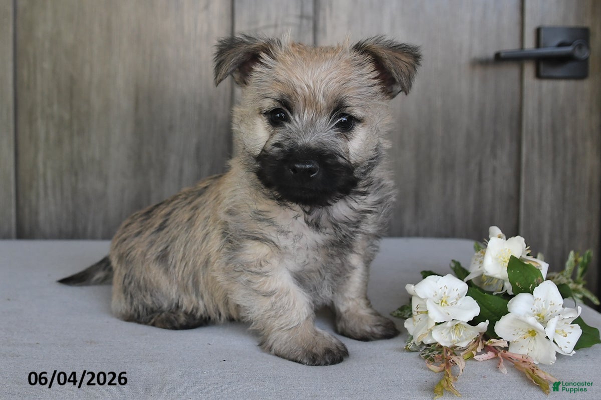 Cairn Terrier dogs Jasper - Ad 1
