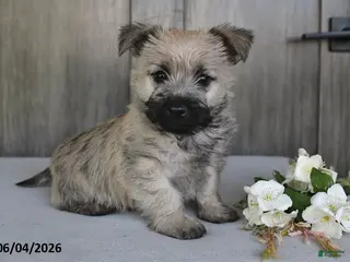 Cairn Terrier dogs for sale: Jasper - Ad 2