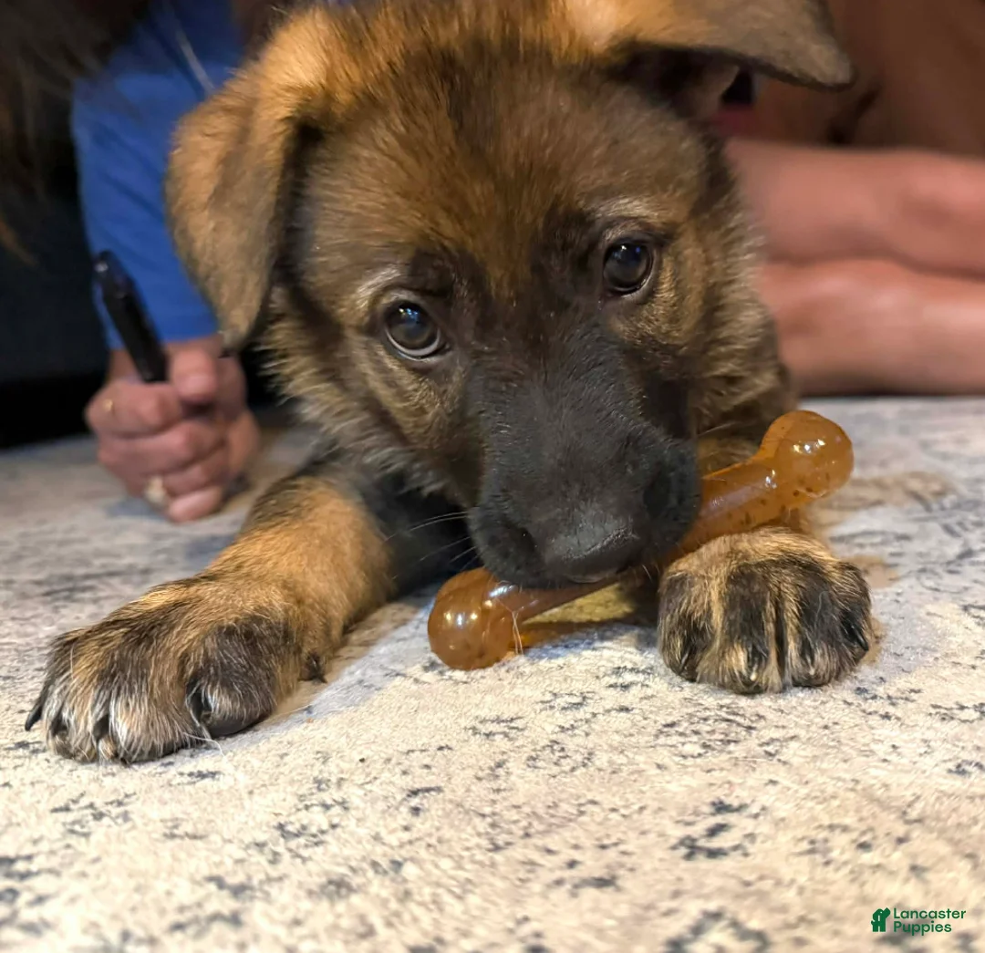 German Shepherd dogs for sale: Lisa Marie  - Ad 1