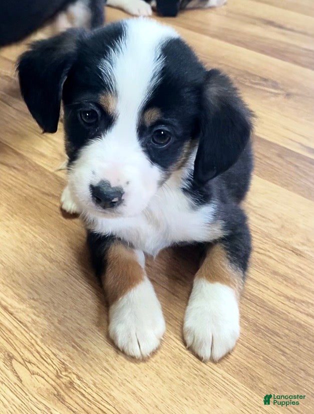 Mixed Breed dogs Sassy - Ad 17