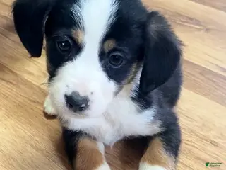 Mixed Breed dogs Sassy - Ad 17