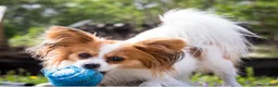 Papillon dogs for sale: Nerf - Ad 33