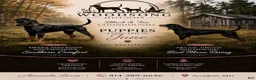 Black And Tan Coonhound dogs for sale: Lori - Ad 4