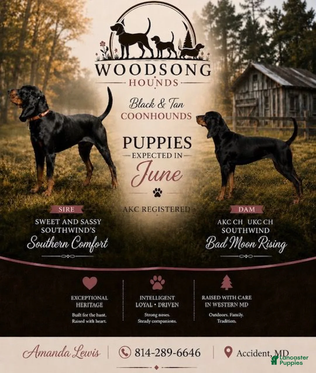 Black And Tan Coonhound dogs for sale: Lori - Ad 4