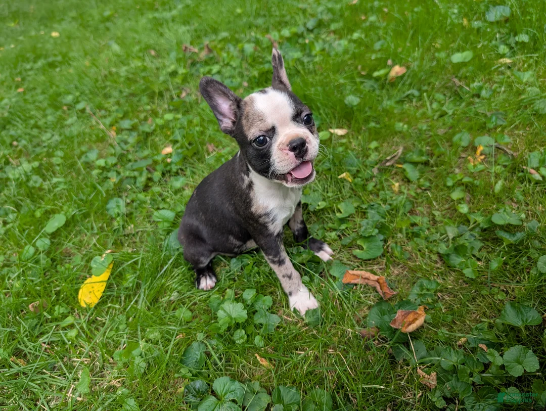 Frenchton dogs for sale: Jacqueline - Ad 2