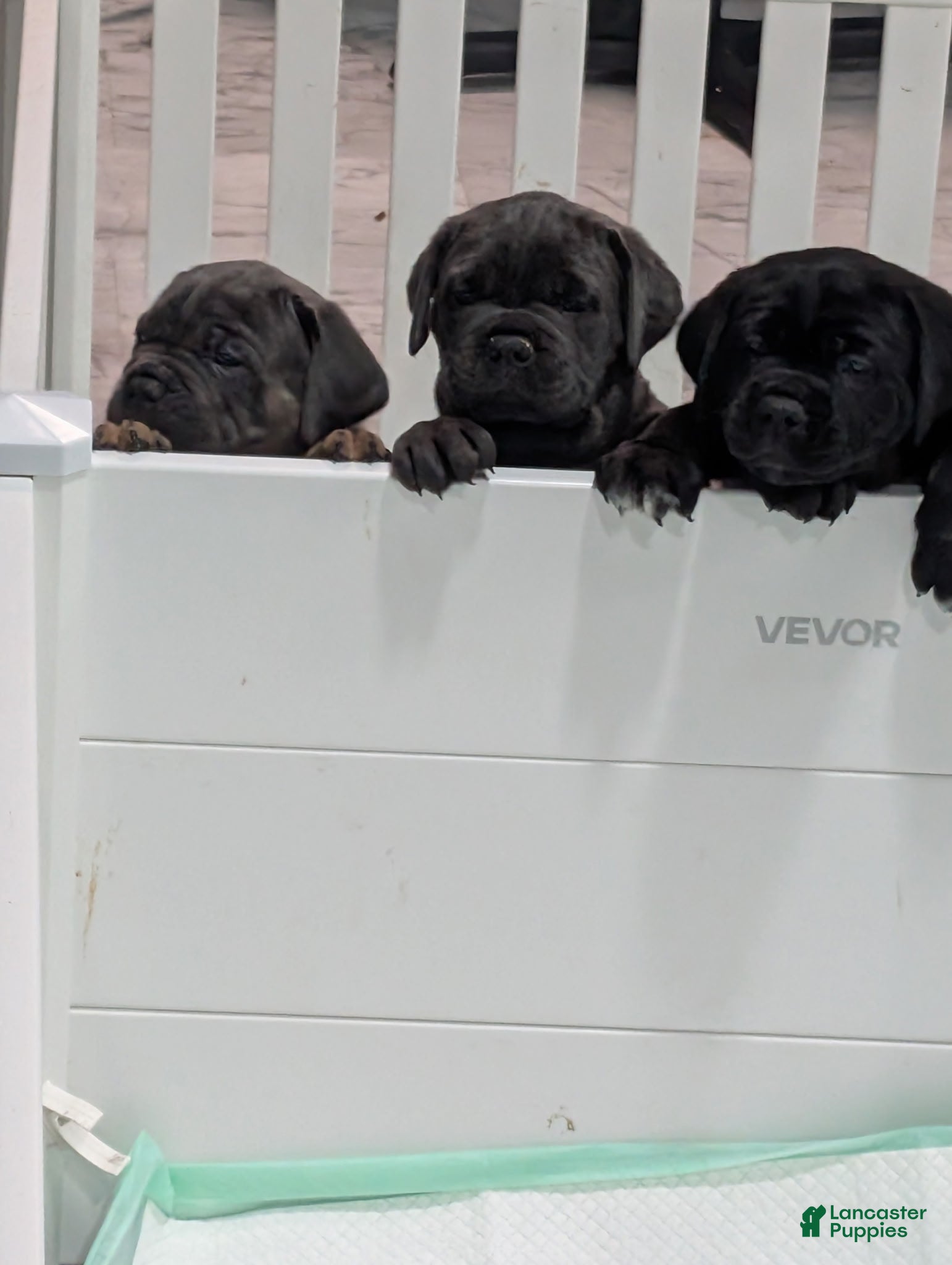 Cane Corso dogs for sale: Cane Corso Puppy 1 - Ad 1