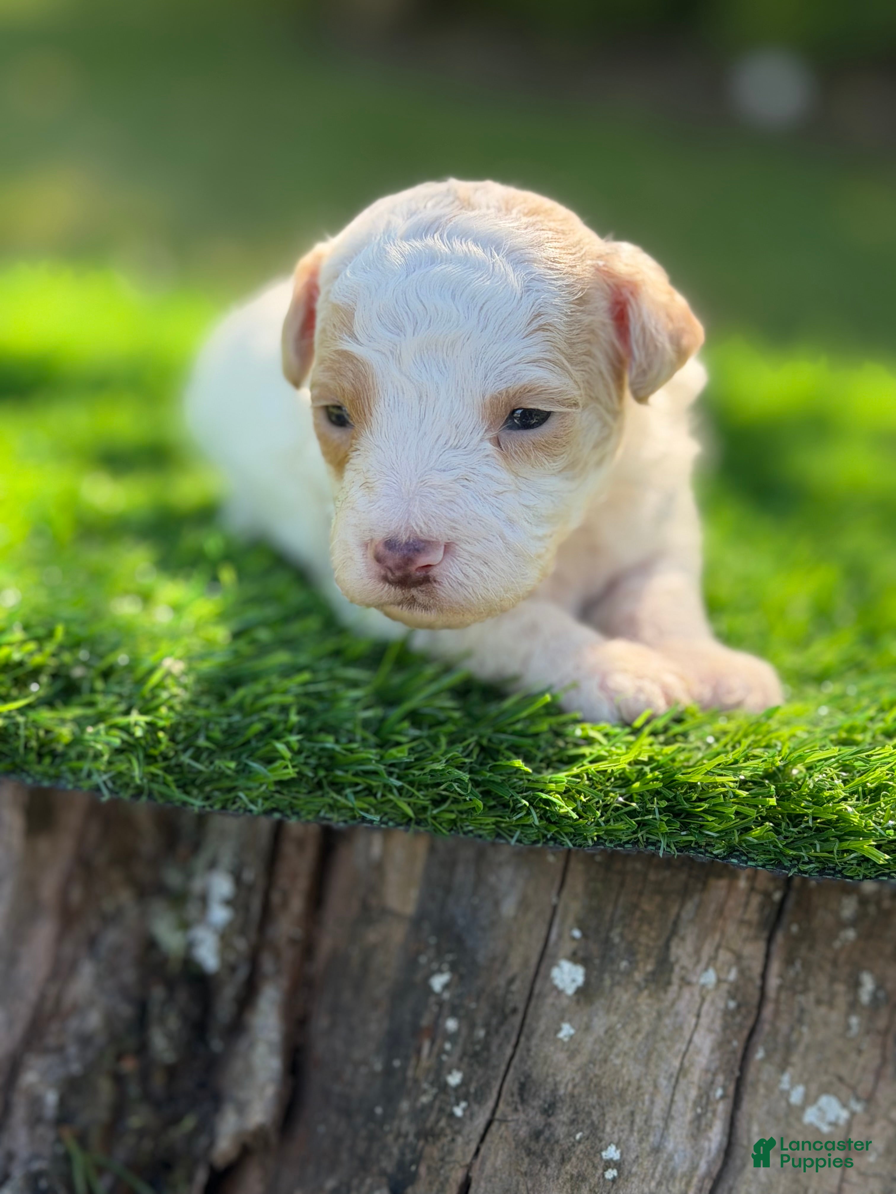 Maltipoo dogs atlas - Ad 1