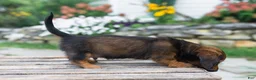 Miniature Dachshund dogs for sale: Gus - Ad 12