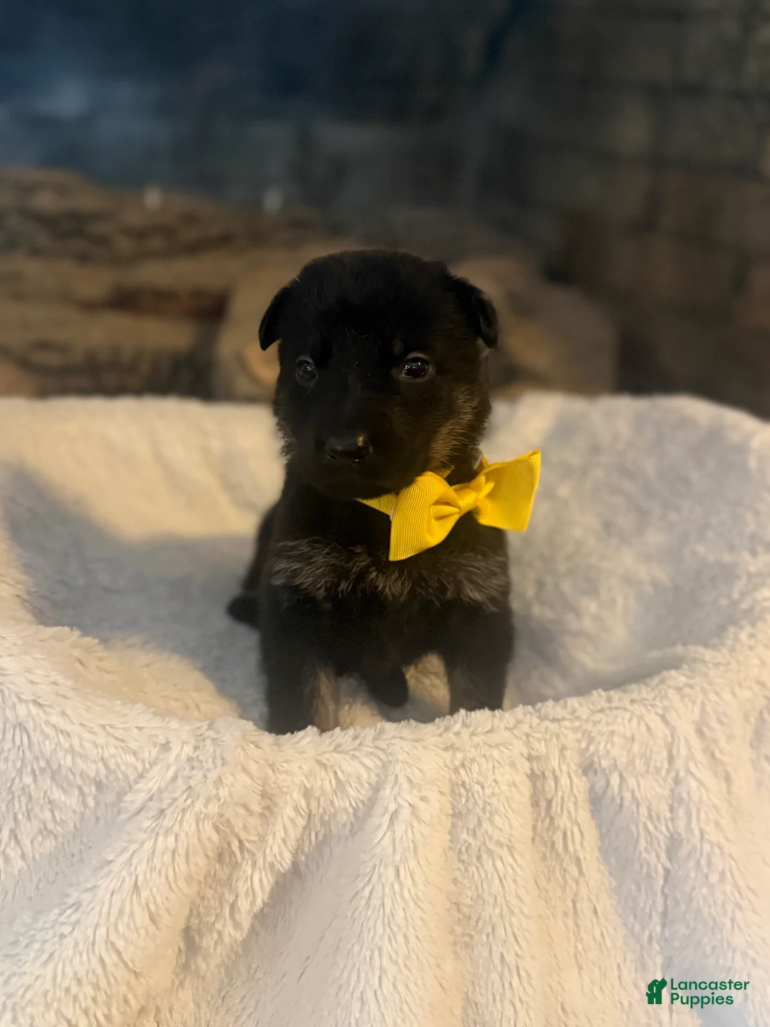 German Shepherd dogs for sale: Chevelle - Ad 1