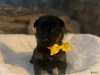 German Shepherd dogs Chevelle - Ad 13