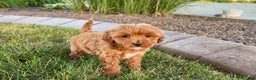 Cavapoo dogs for sale: Karla - Ad 3