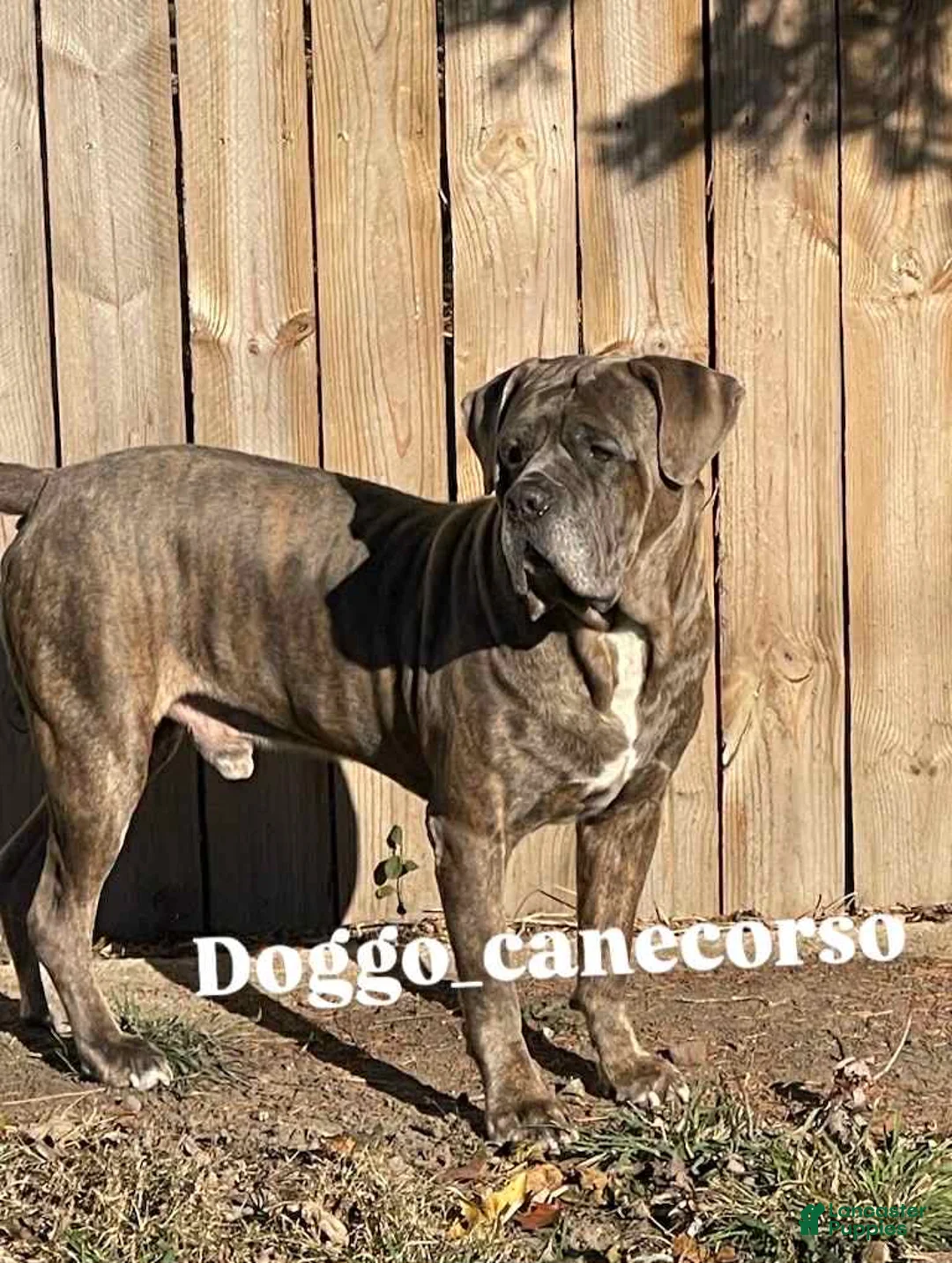 Cane Corso dogs for sale: Cane Corso Puppy 2 - Ad 11