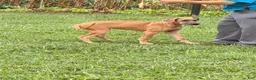 Great Dane dogs for sale: Patience Great Dane  - Ad 3