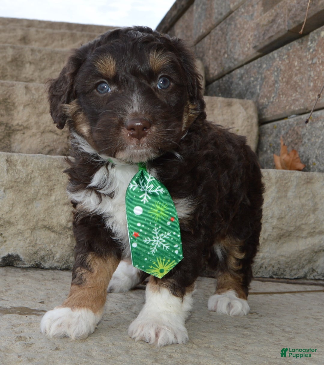 Mini Aussiedoodle dogs for sale: Mini Archie - Ad 7