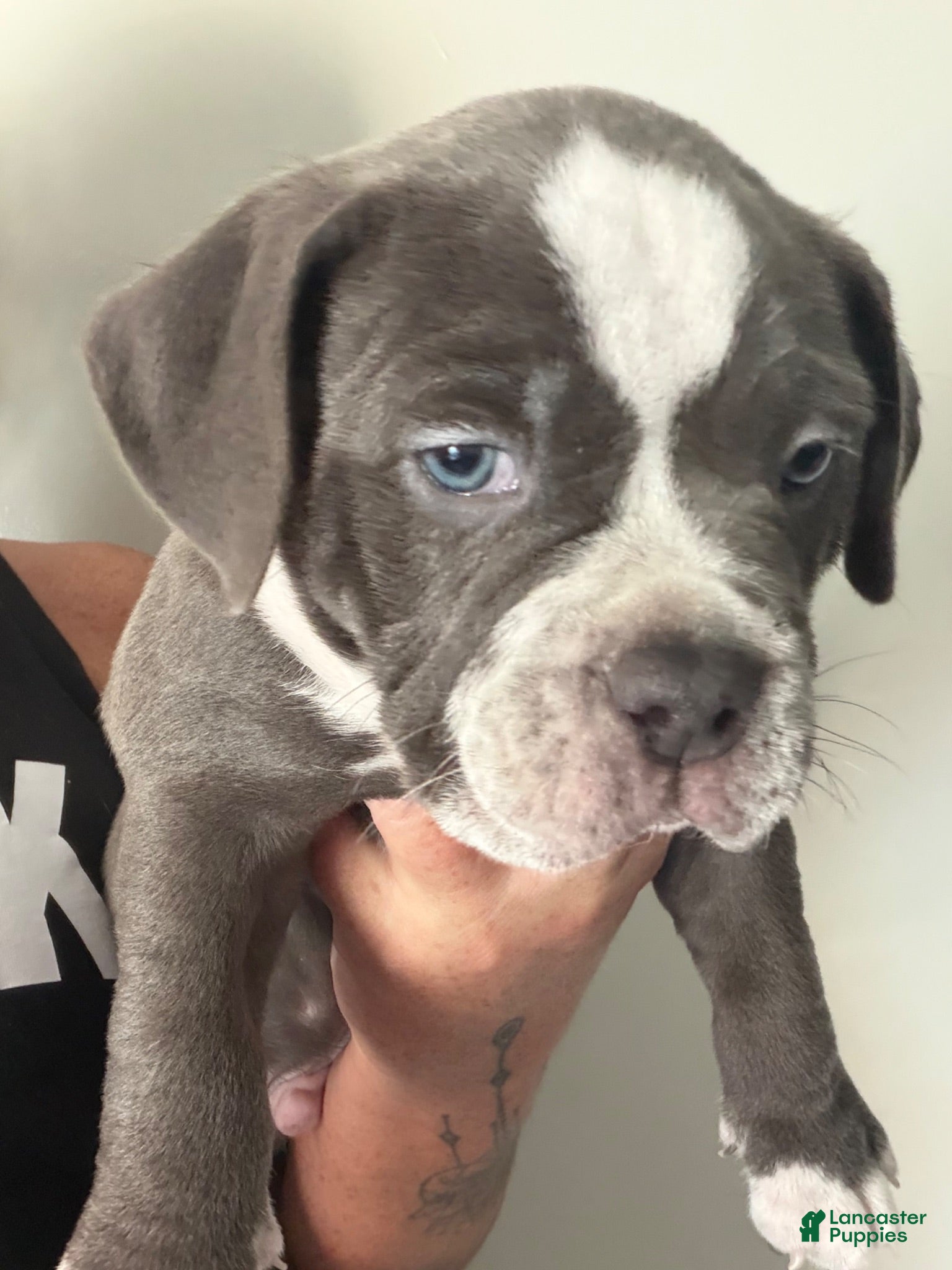 American Bully dogs American Bully 4 is a male  - Ad 9