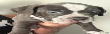 American Bully 4 is a male 