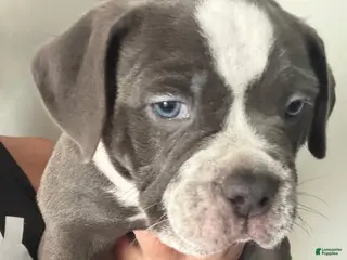 American Bully dogs American Bully 4 is a male - Ad 9