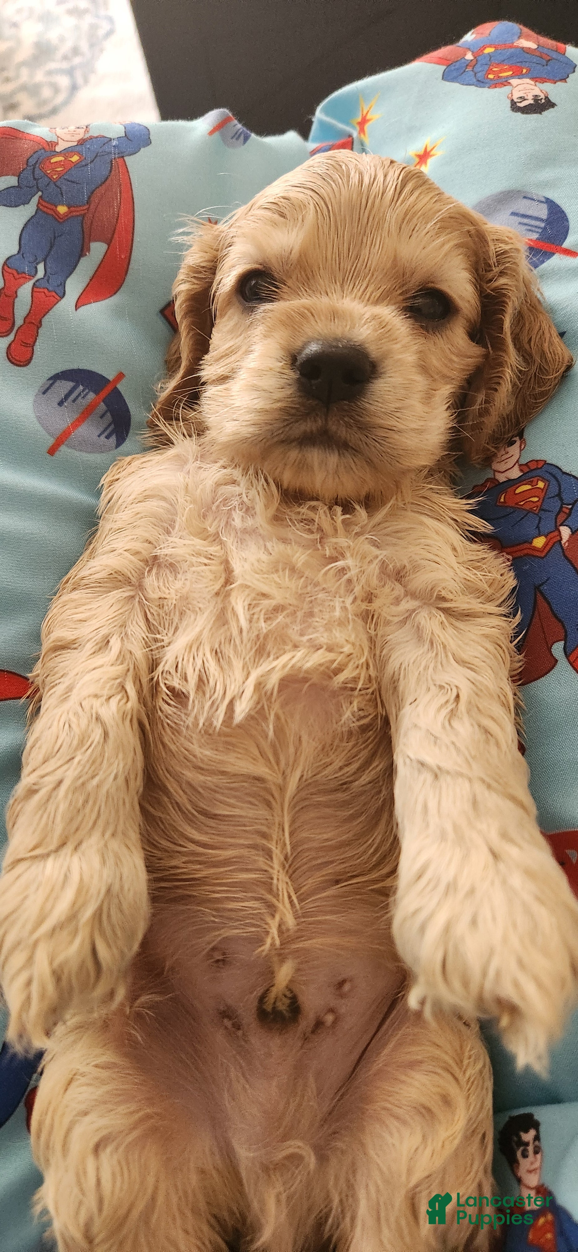 Cocker Spaniel dogs Cocker Spaniel 4 - Ad 2
