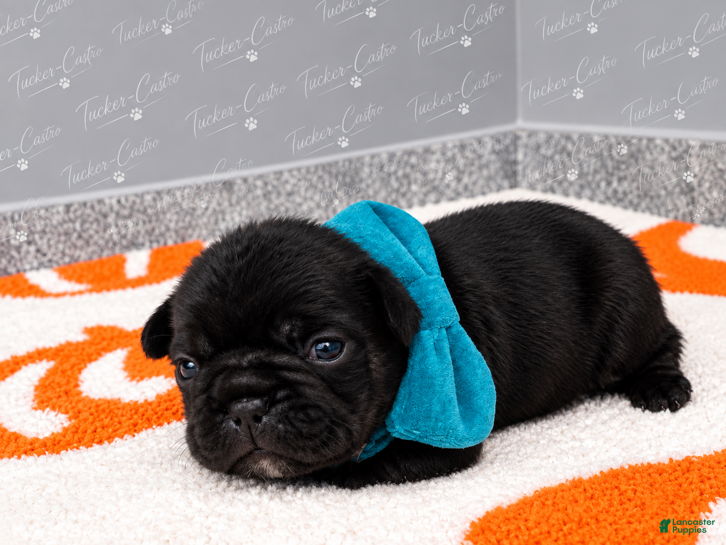 French Bulldog dogs Turquoise - Male - Tricolor French Bulldog - Ad 33