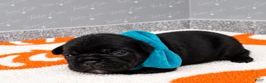 Turquoise - Male - Tricolor French Bulldog