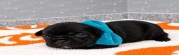 French Bulldog dogs for sale: Turquoise - Male - Tricolor French Bulldog - Ad 1