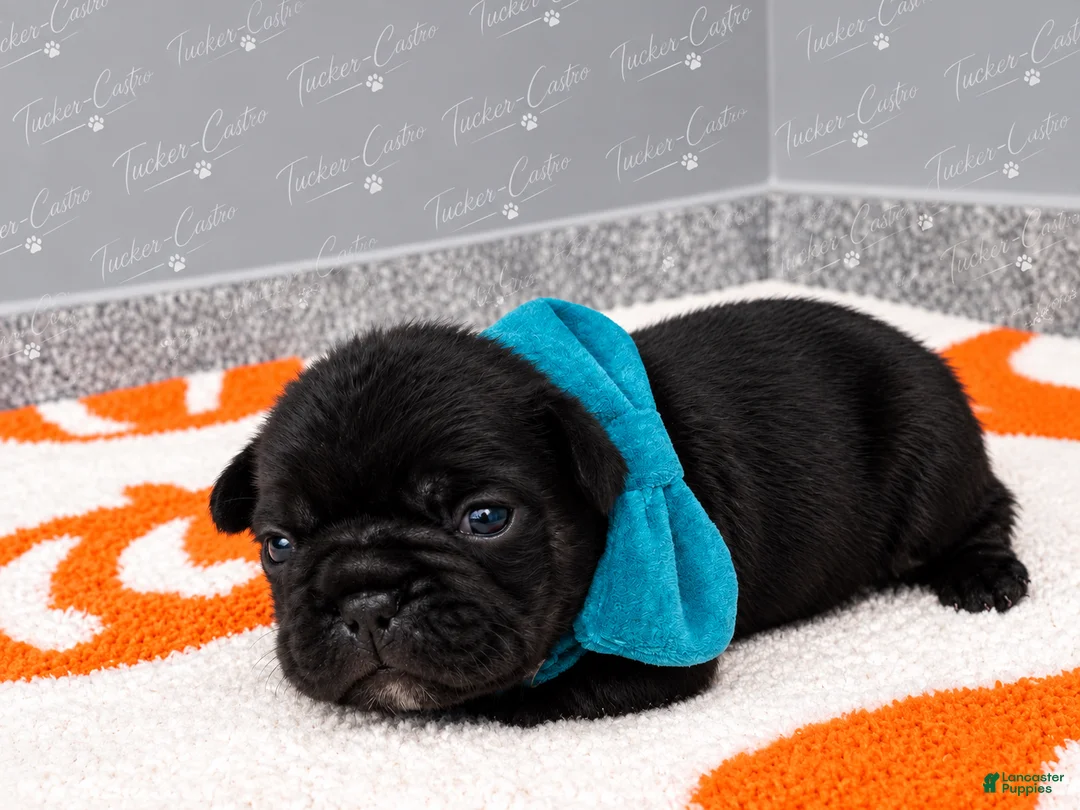 French Bulldog dogs for sale: Turquoise - Male - Tricolor French Bulldog - Ad 1