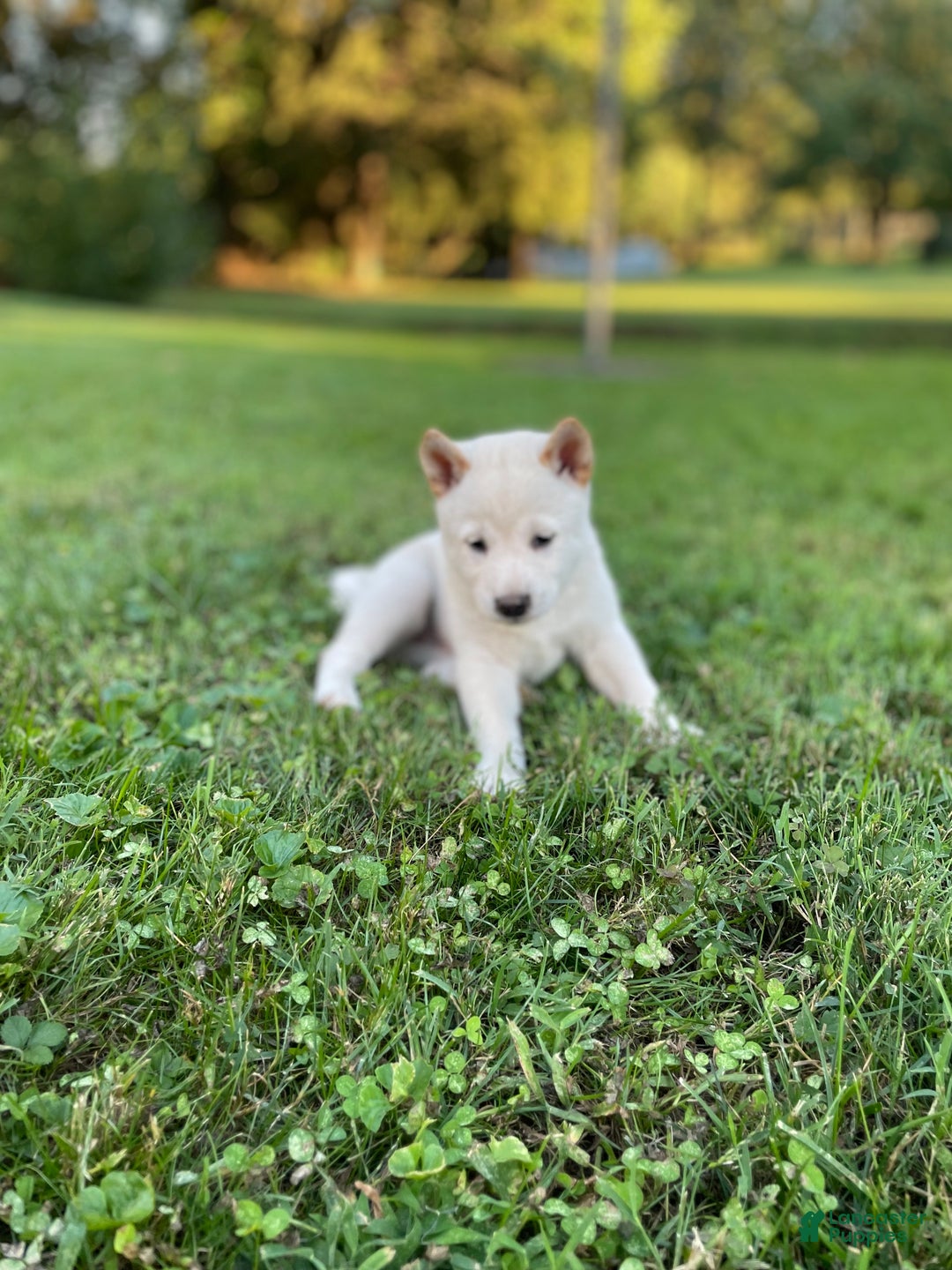 Shiba Inu dogs for sale: Charley - Ad 5