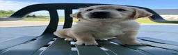 Golden Retriever dogs for sale: Grace - Ad 16