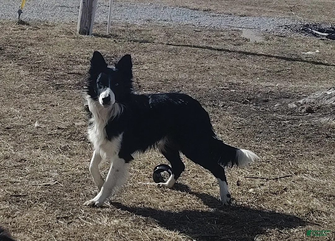 Border Collie dogs for sale: Ally - Ad 13