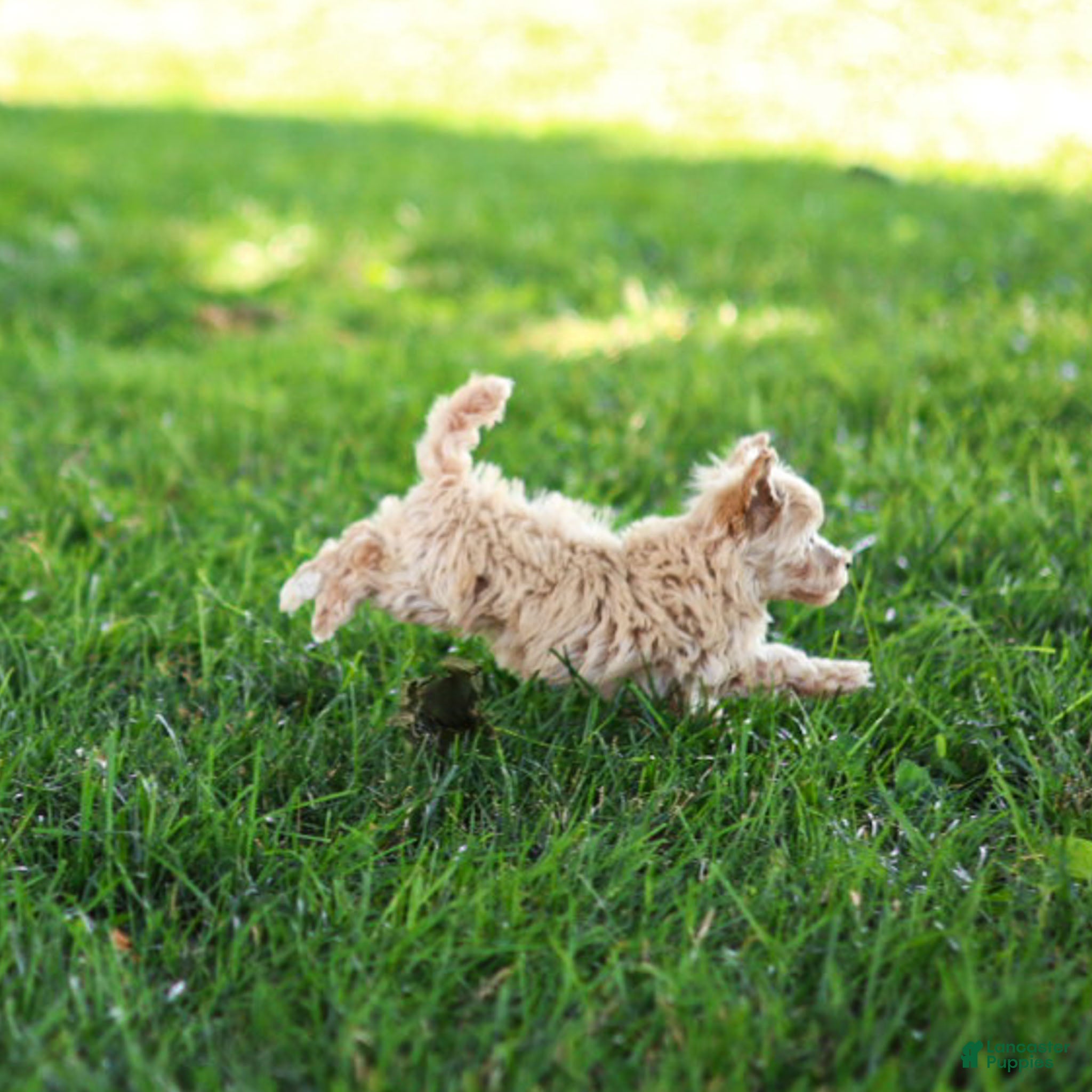 Maltipoo dogs Nacho Maltipoo Puppy  - Ad 2