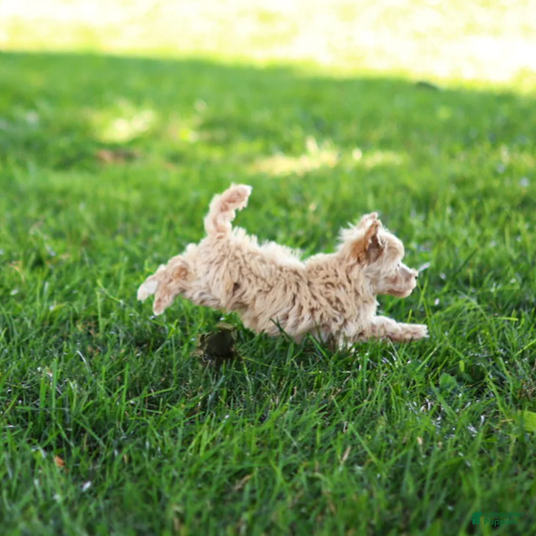 Maltipoo dogs for sale: Nacho Maltipoo Puppy  - Ad 2