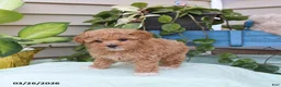 Toy Poodle dogs for sale: Penelope - Ad 3