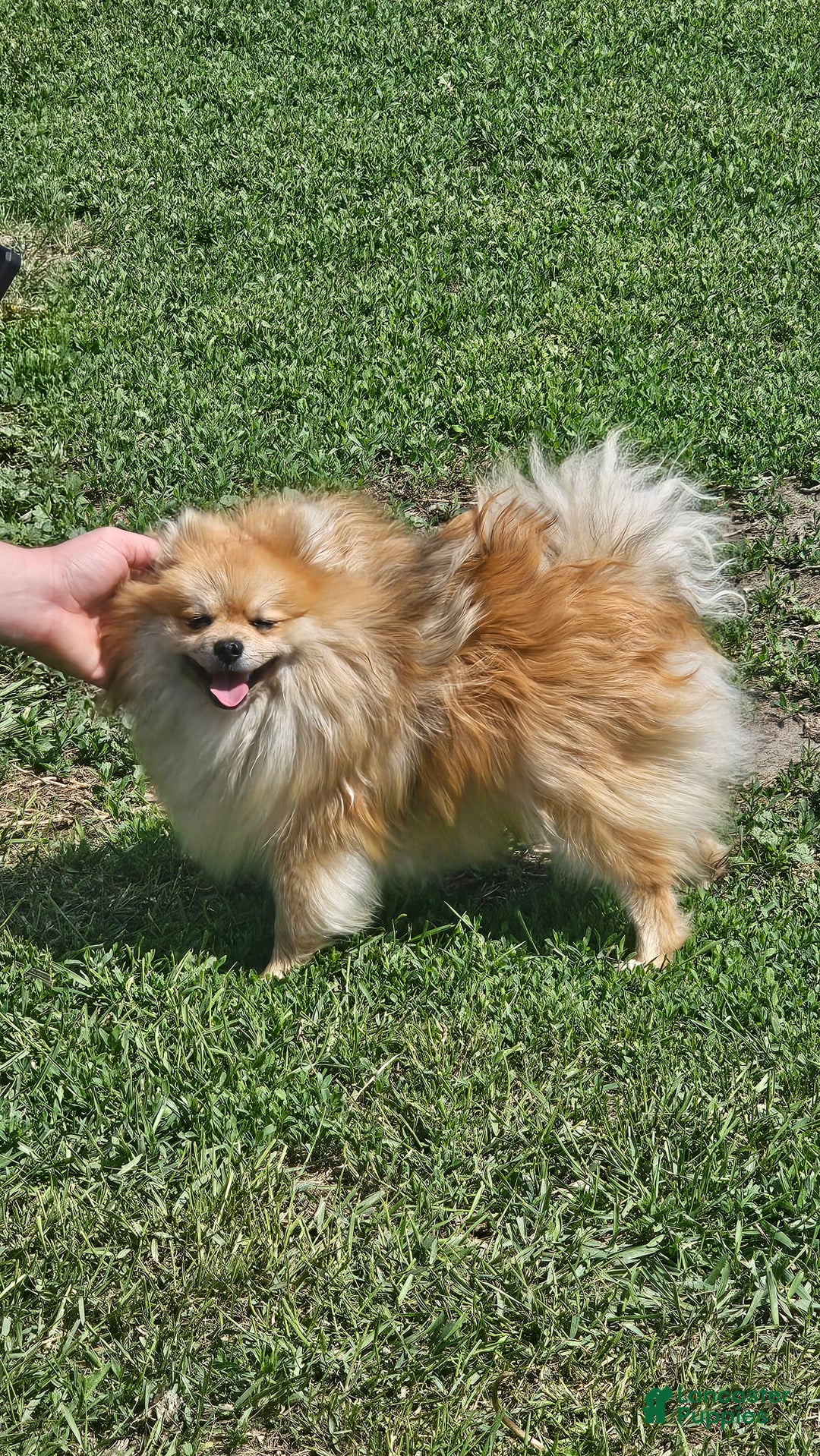 Pomeranian dogs for sale: Pomeranian Puppy 2 - Ad 6