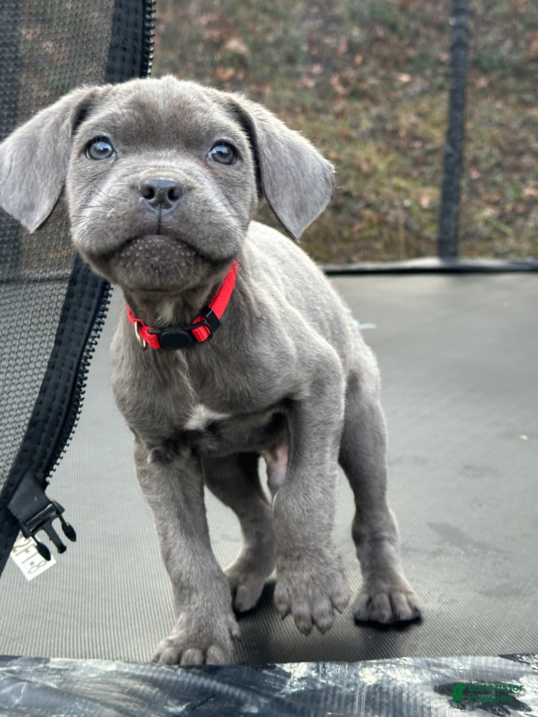 Cane Corso dogs for sale: Ash - Ad 12