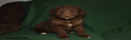 Mixed Breed dogs for sale: Chase - Ad 1