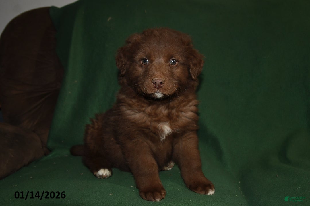 Mixed Breed dogs for sale: Chase - Ad 1
