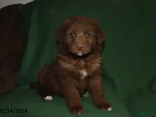 Mixed Breed dogs Chase - Ad 41