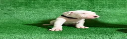 Dogo Argentino dogs for sale: Black male  - Ad 4