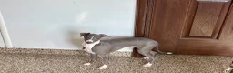 Italian Greyhound dogs for sale: Norm - Ad 3