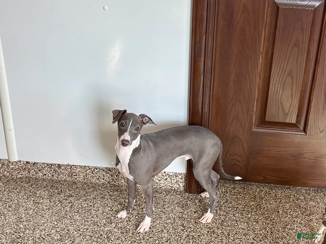 Italian Greyhound dogs for sale: Norm - Ad 3