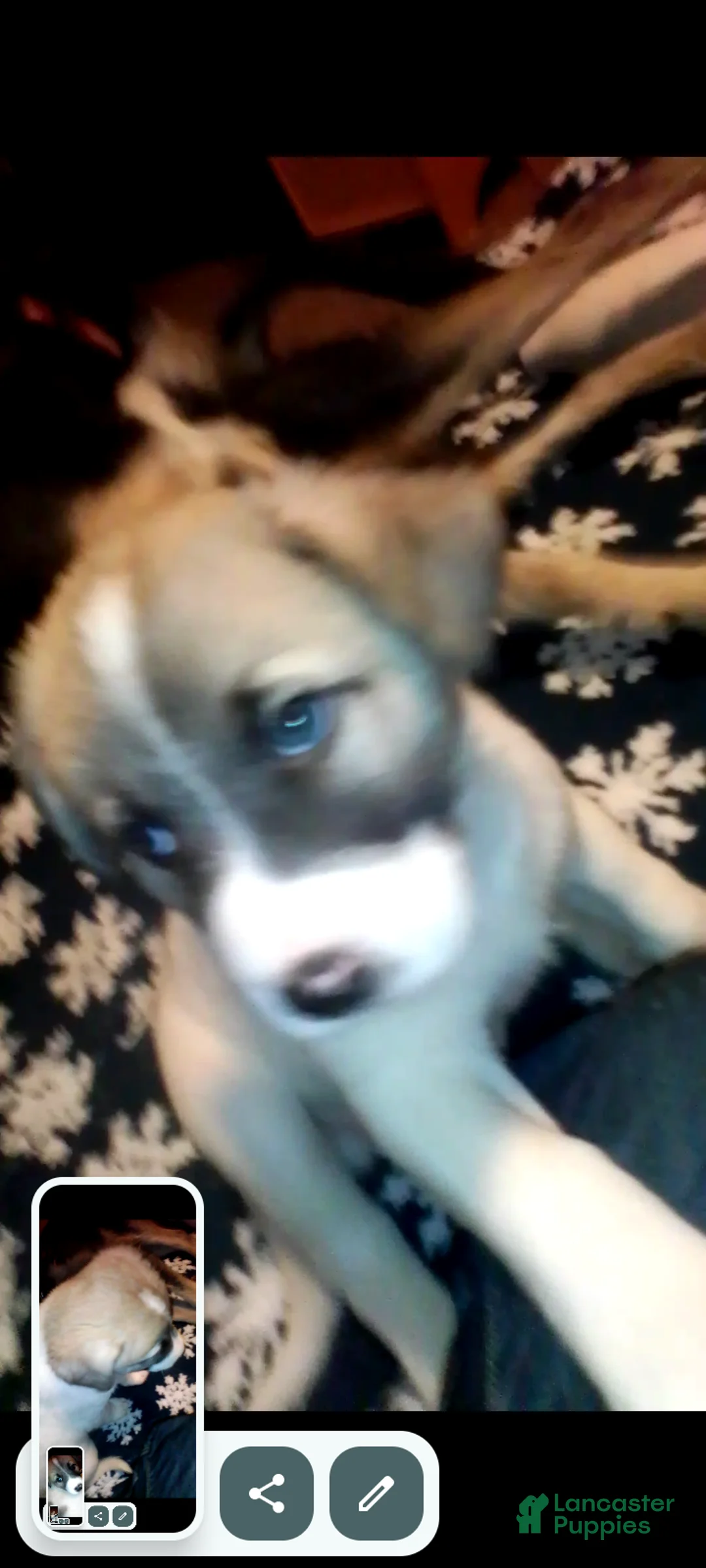 Mixed Breed dogs for sale: BABY JOJO  - Ad 32