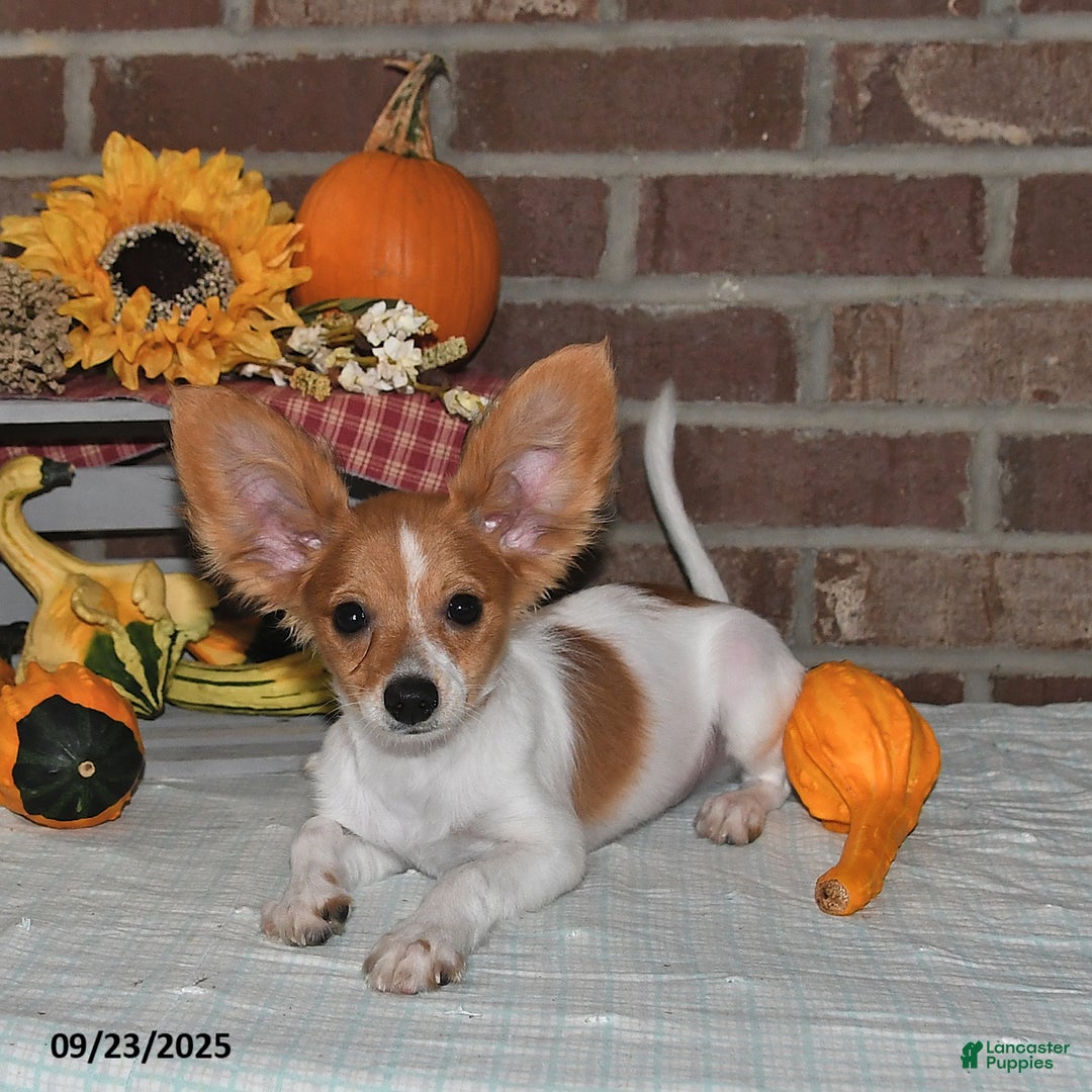 Papillon dogs for sale: Bailey - Ad 8