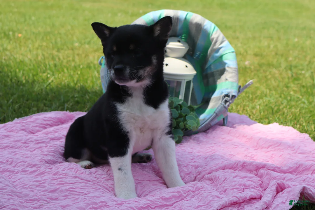 Shiba Inu dogs for sale: Aubrey - Ad 2
