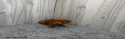 Miniature Dachshund dogs for sale: Clark - Ad 3